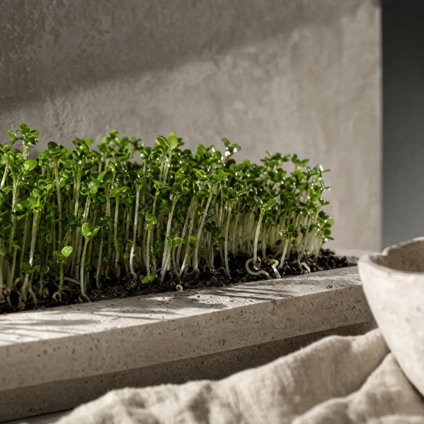 Garden-cress sprouts — the Delentigo™ source