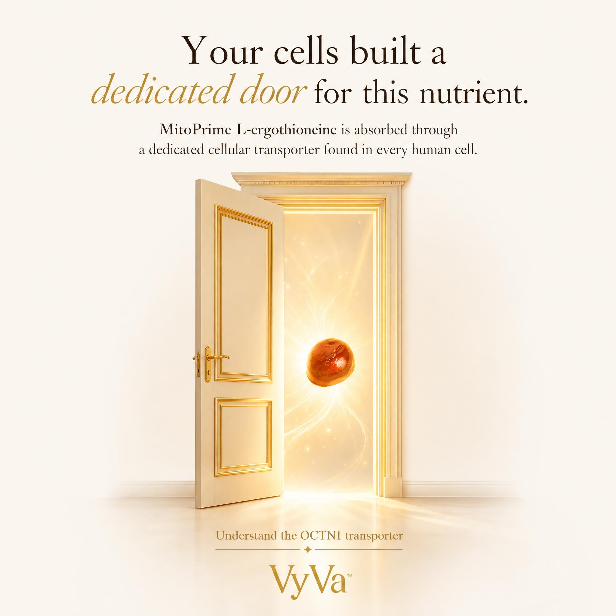 Longevity Gummies – Sugar-Free Vegan Cellular Energy — VyVa