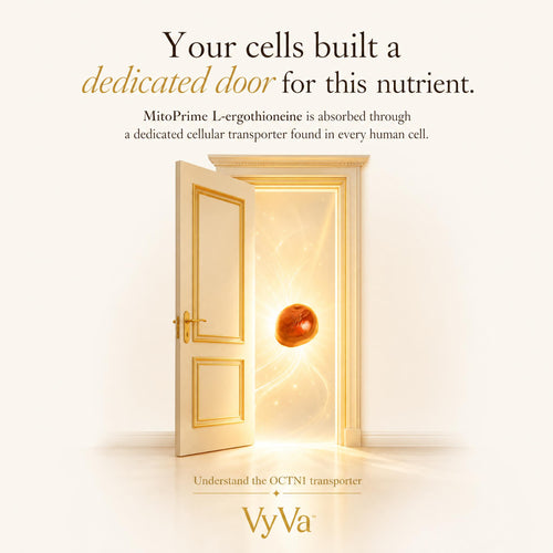 Longevity Gummies – Sugar-Free Vegan Cellular Energy — VyVa
